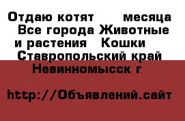 Отдаю котят. 1,5 месяца - Все города Животные и растения » Кошки   . Ставропольский край,Невинномысск г.